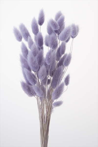 日本乾燥兔尾草 42060-441