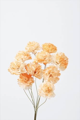 索拉康乃馨 32764-353