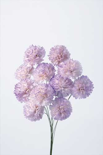 索拉康乃馨 32764-403