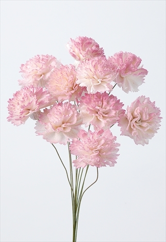 索拉康乃馨 32764-103