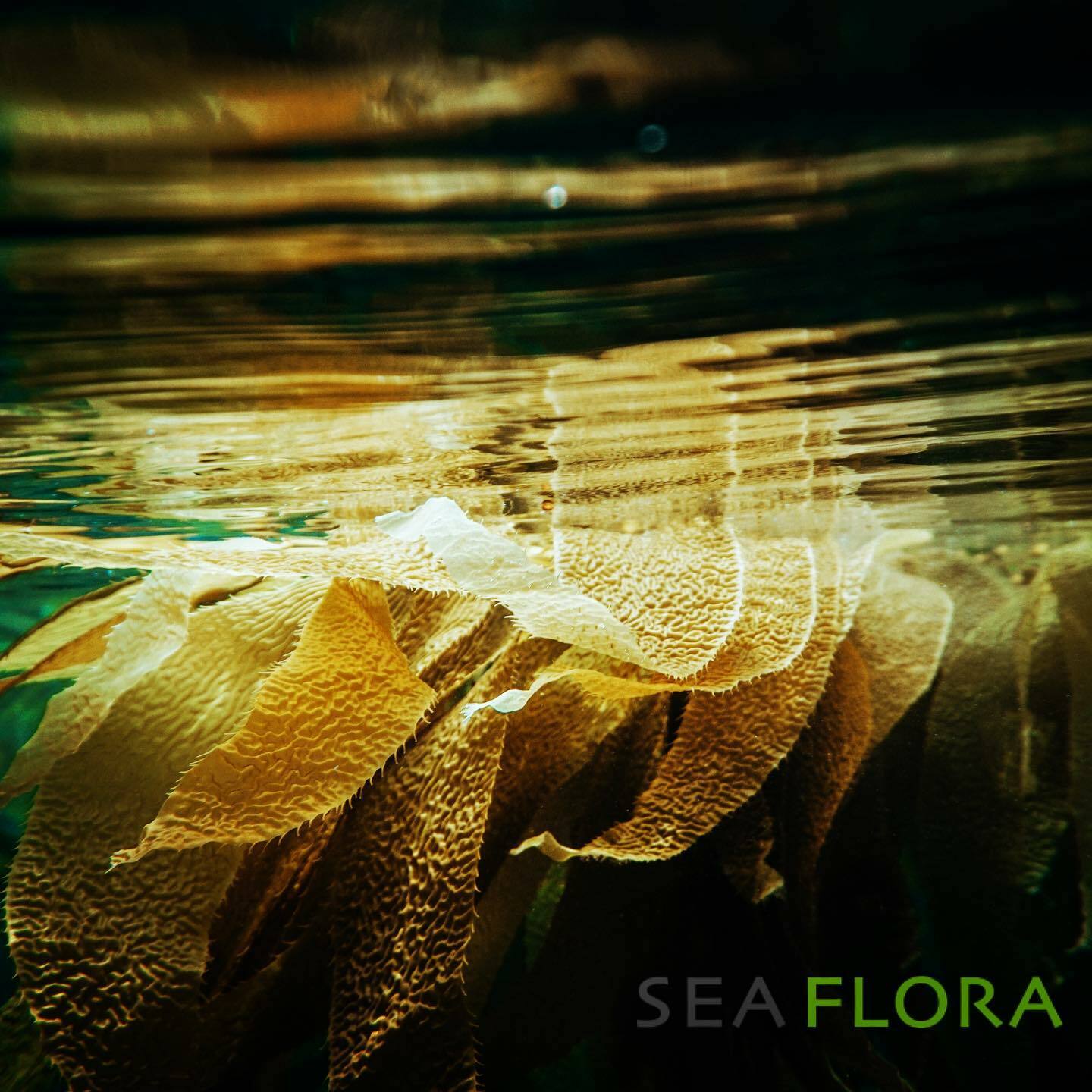 水凝結緊致C | 海藻露 120ml