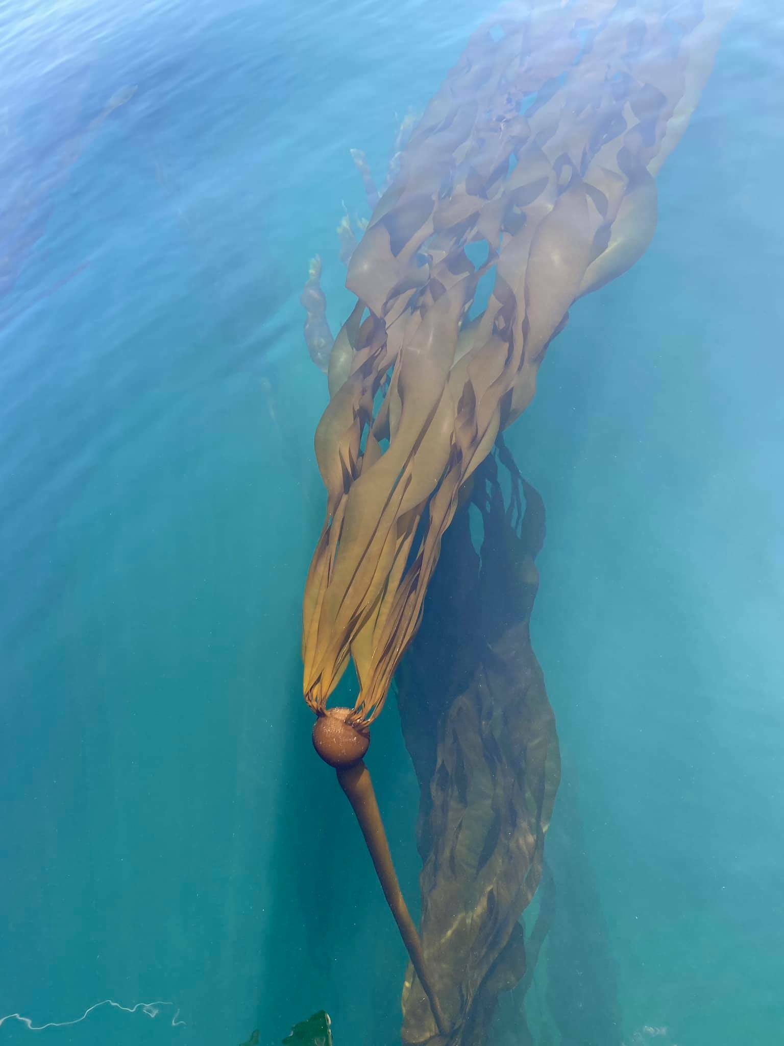 綠藻護膚 | 調理潔淨露 200ml