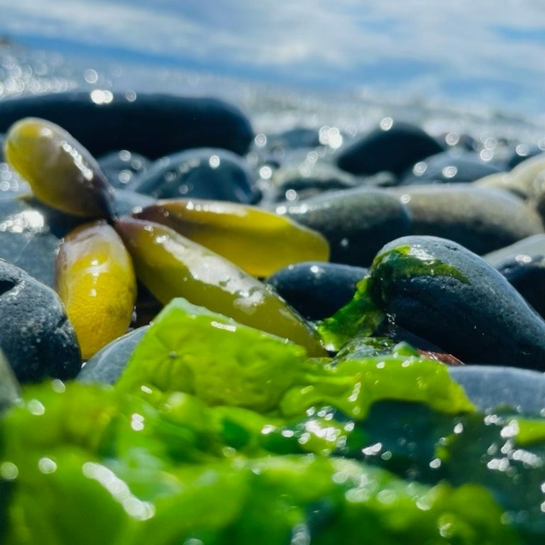 虹彩藻補氧煥新 | 藻膜 50ml