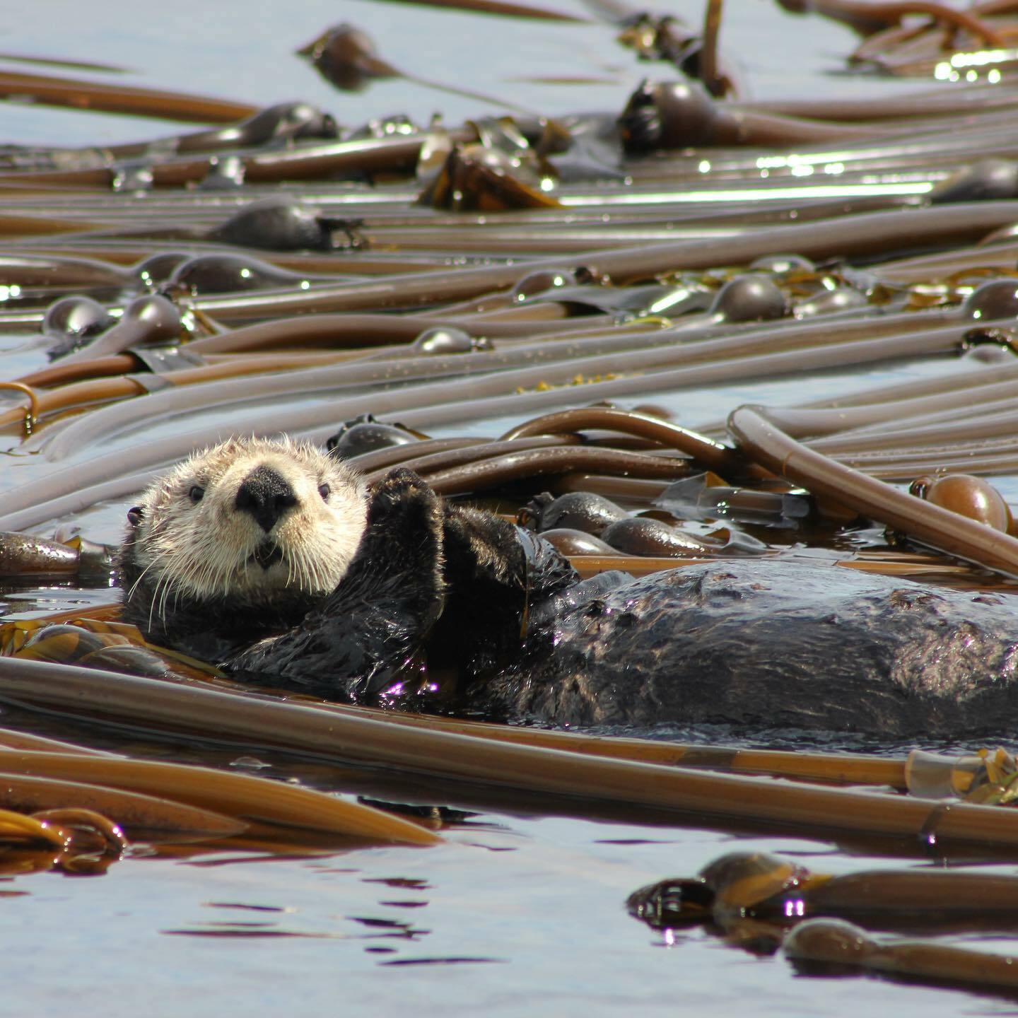 濃縮藻力完美 | 緊實膠 200ml
