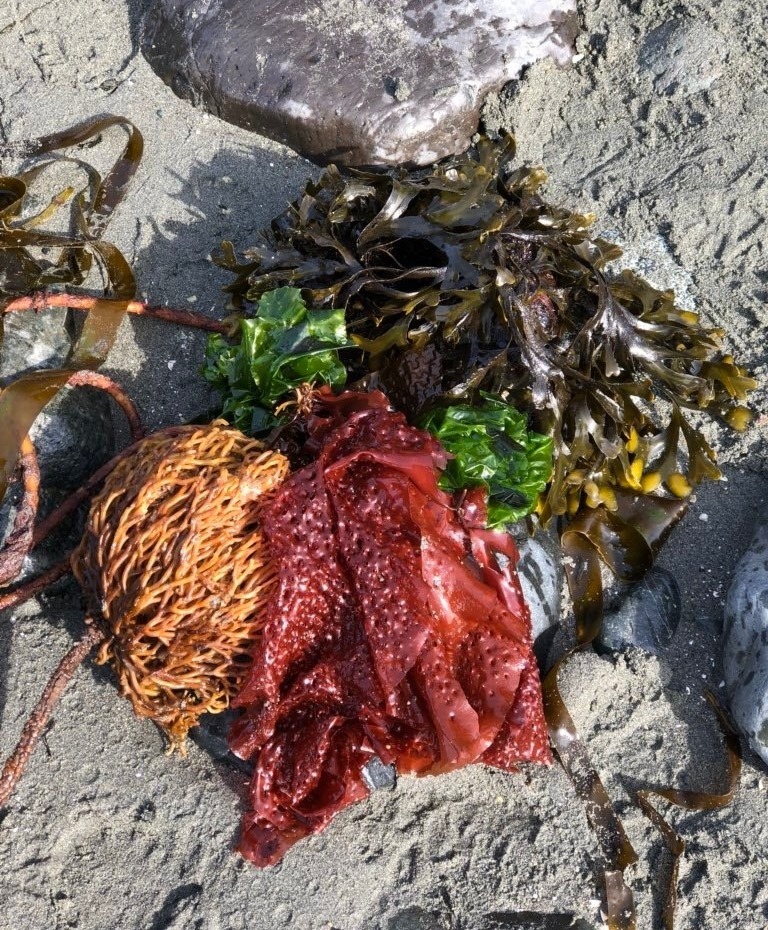 濃縮藻特調緊膚 | 彈力精華 30ml