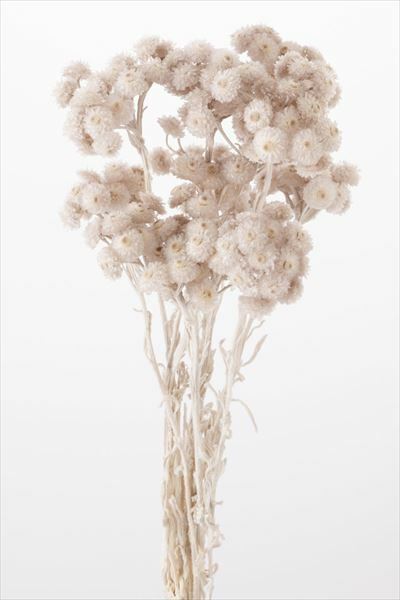 日本乾燥蠟菊 32052-871