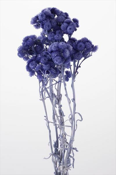 日本乾燥蠟菊 32052-681