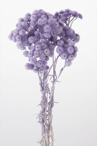 日本乾燥蠟菊 32052-441