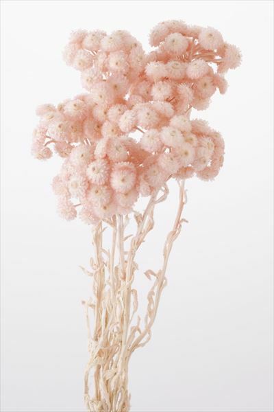 日本乾燥蠟菊 32052-161