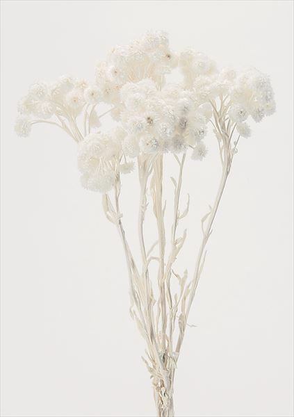 日本乾燥蠟菊 32052-010