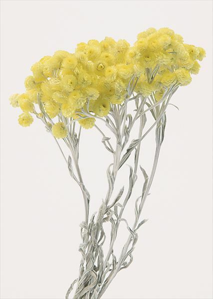 日本乾燥蠟菊 32052-000