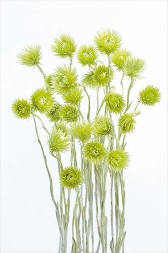 日本乾燥迷你旱雪蓮 32001-740