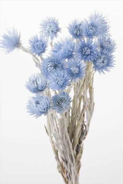 日本乾燥迷你旱雪蓮 32001-690