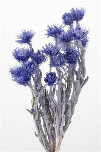 日本乾燥迷你旱雪蓮 32001-680