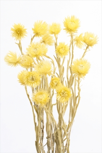 日本乾燥迷你旱雪蓮 32001-540