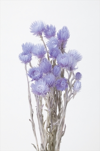 日本乾燥迷你旱雪蓮 32001-410