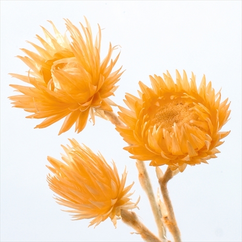 日本乾燥迷你旱雪蓮 32001-390