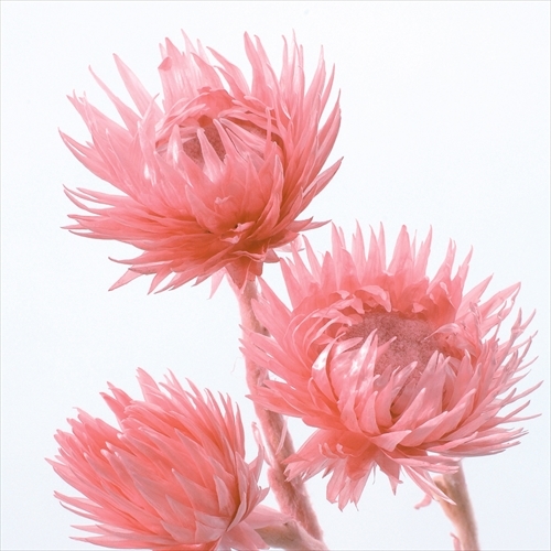 日本乾燥迷你旱雪蓮 32001-210