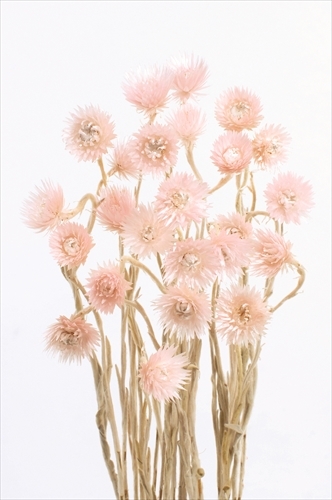 日本乾燥迷你旱雪蓮 32001-140