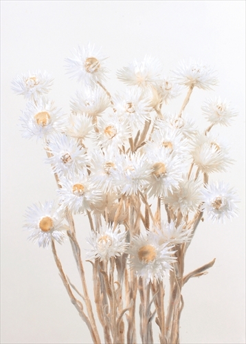 日本乾燥迷你旱雪蓮 32001-011