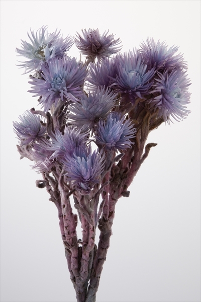 日本不凋旱雪蓮 32000-642