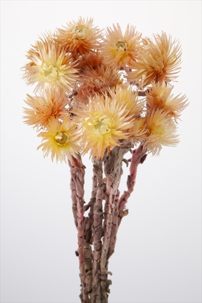 日本不凋旱雪蓮 32000-512