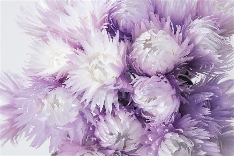 日本不凋旱雪蓮 32000-440