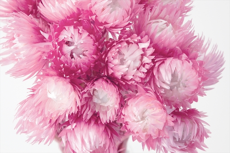 日本不凋旱雪蓮 32000-220