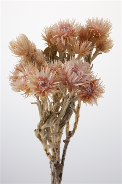 日本不凋旱雪蓮 32000-192