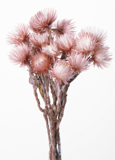 日本不凋旱雪蓮 32000-190