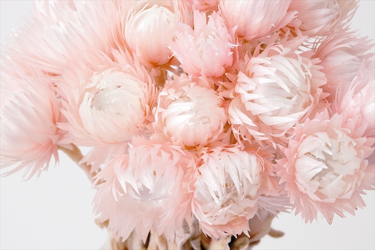 日本不凋旱雪蓮 32000-110