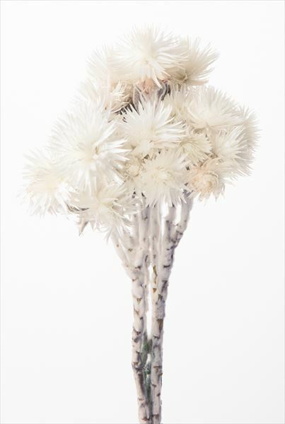 日本不凋旱雪蓮 32000-011