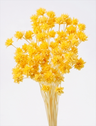 日本乾燥松毬 30200-501