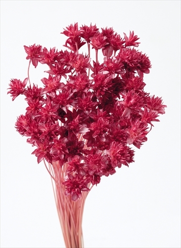 日本乾燥松毬 30200-211