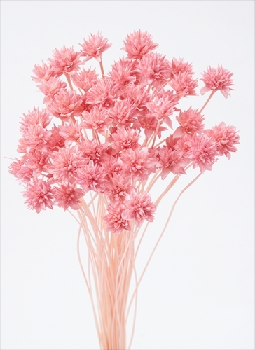 日本乾燥松毬 30200-101