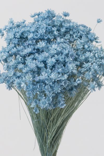 日本不凋迷你繁星花 30194-621