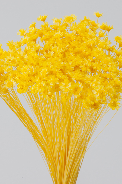 日本不凋迷你繁星花 30194-521