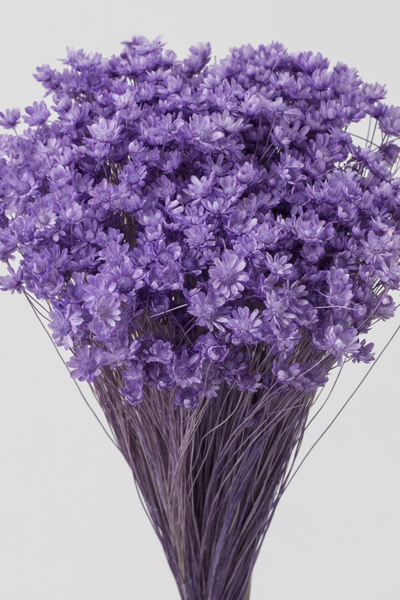 日本不凋迷你繁星花 30194-411