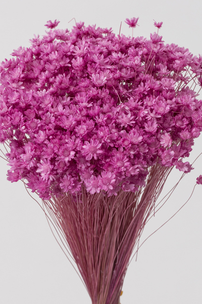 日本不凋迷你繁星花 30194-221