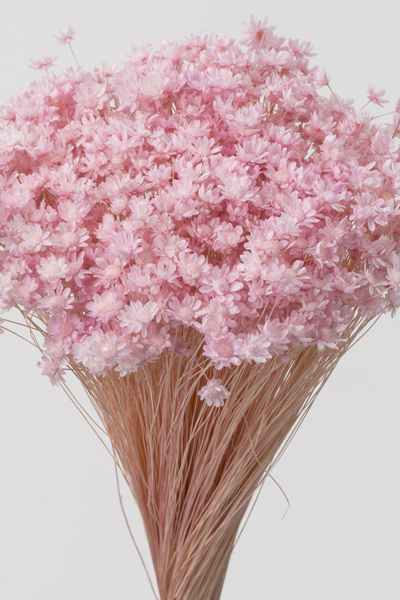 日本不凋迷你繁星花 30194-101