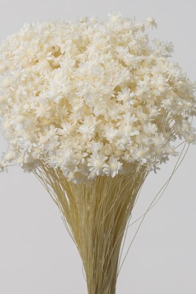 日本不凋迷你繁星花 30194-011