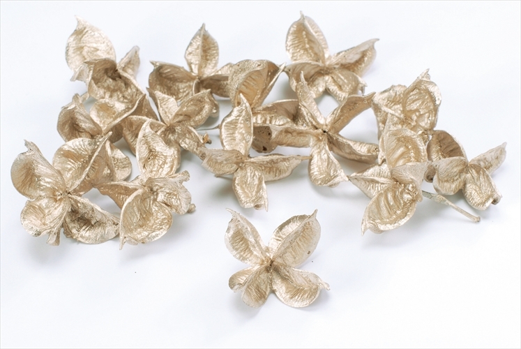 乾燥棉花殼  24400-932