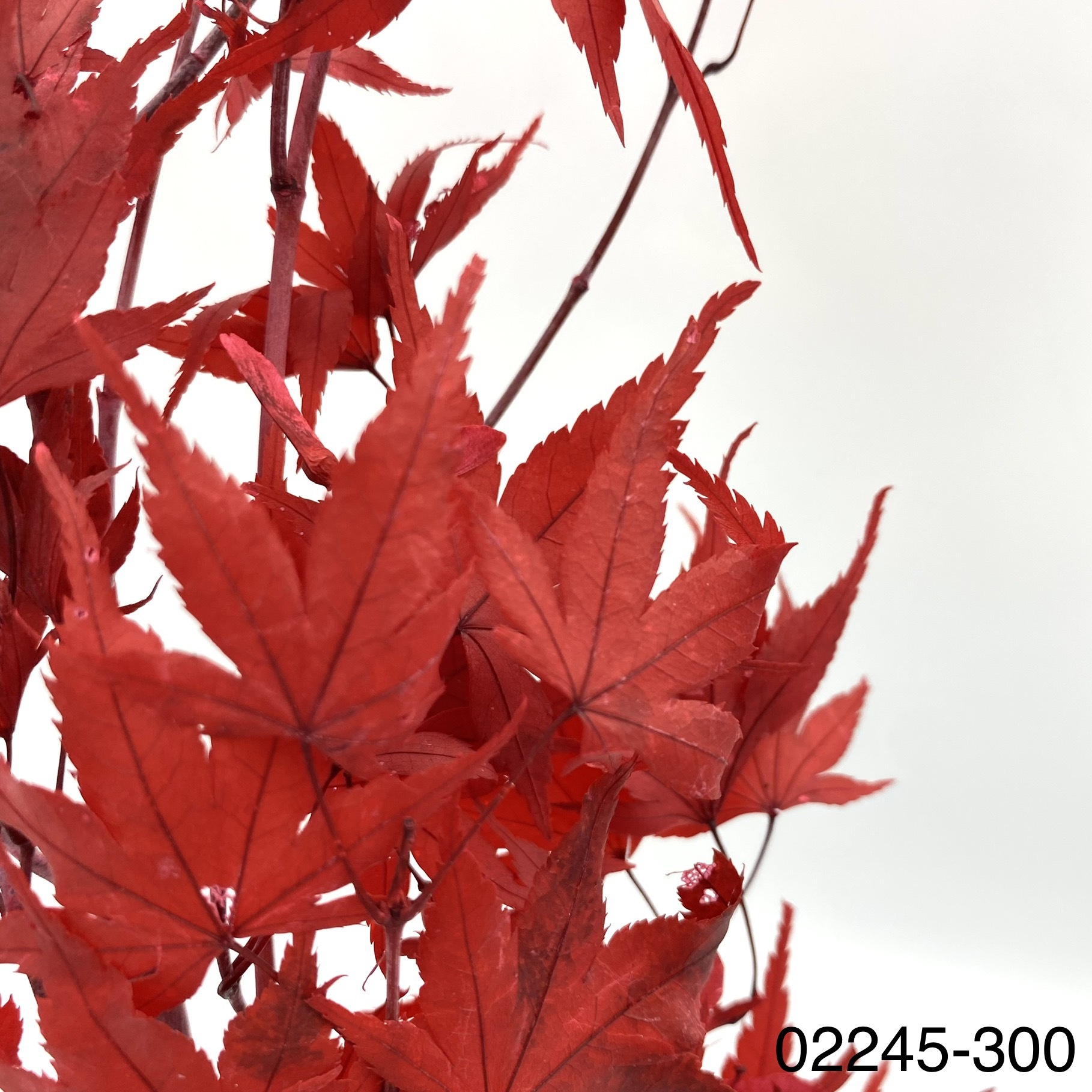 日本不凋楓葉02245-300
