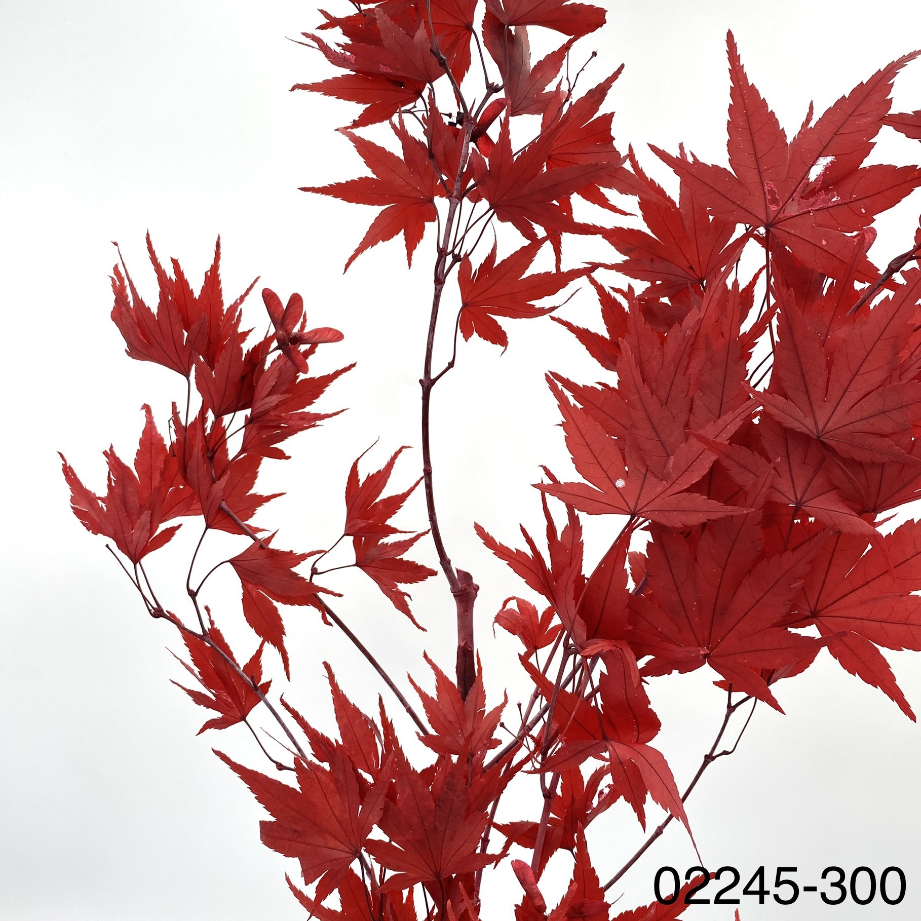 日本不凋楓葉02245-300