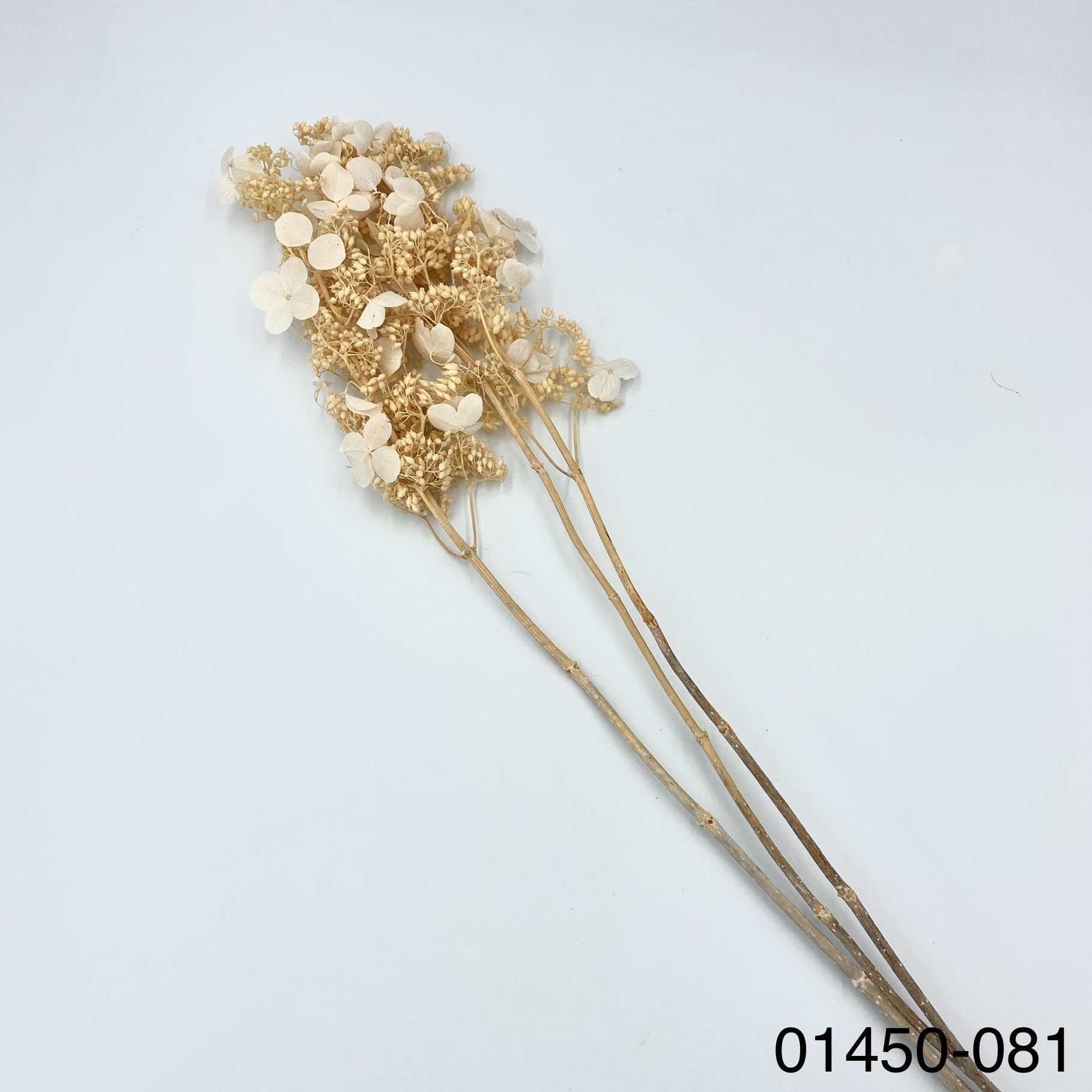 不凋醉蝶繡球 01450-081