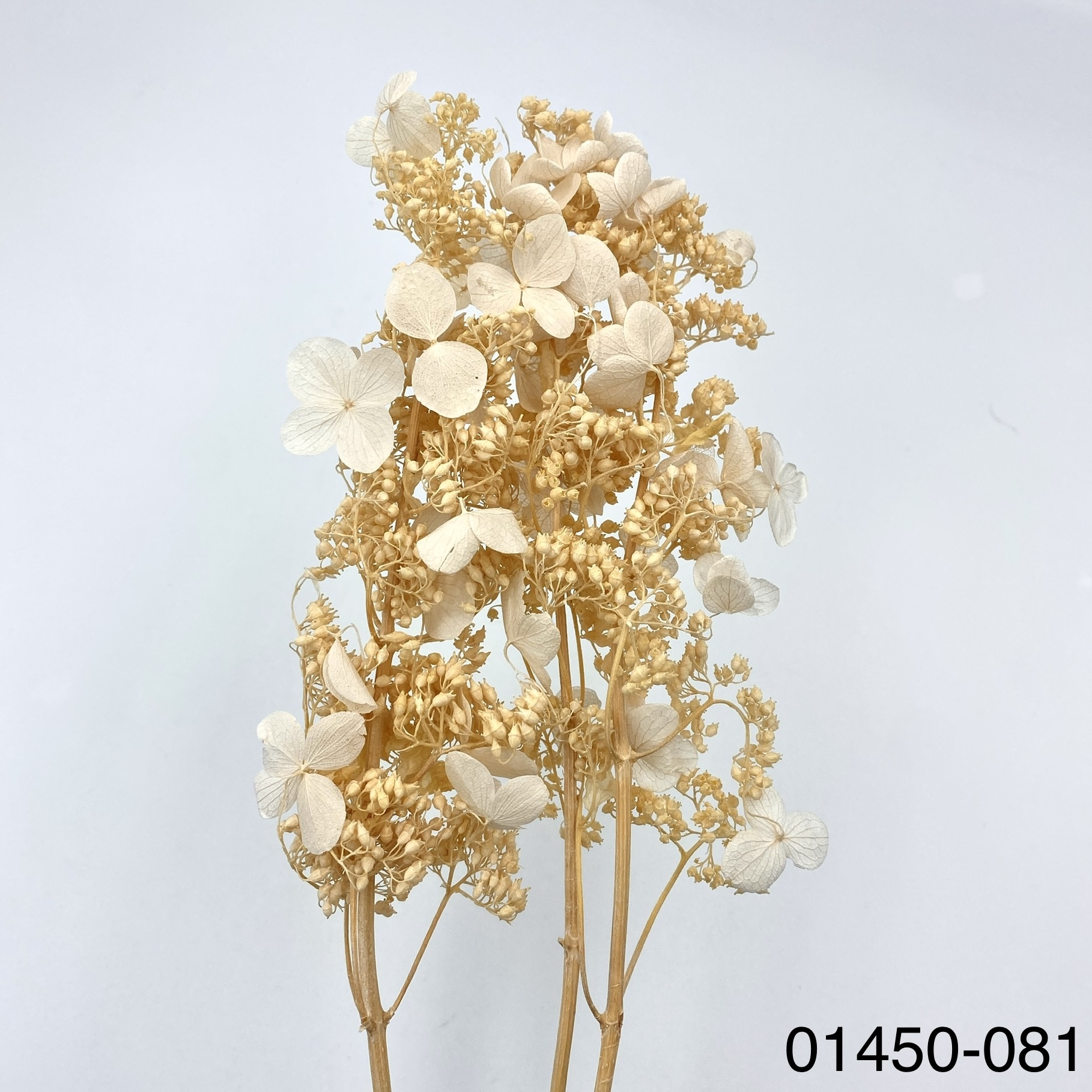 不凋醉蝶繡球 01450-081