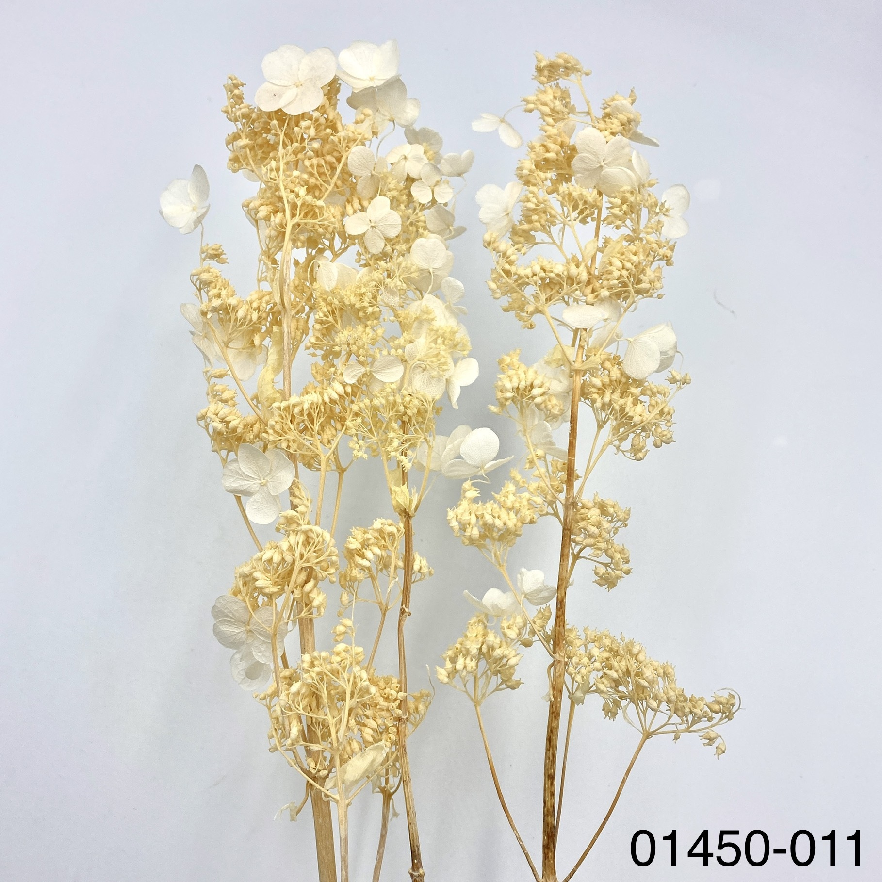 不凋醉蝶繡球 01450-011