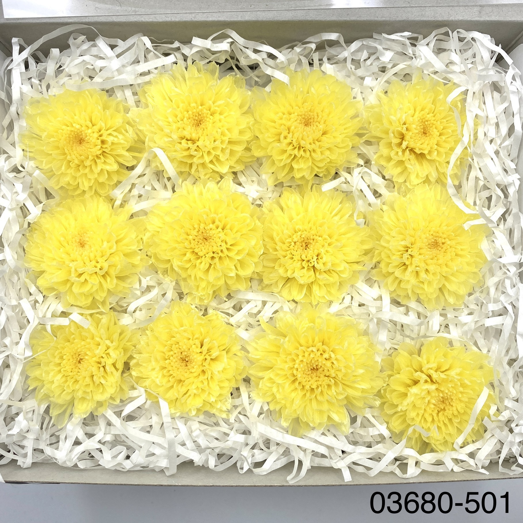 日本不凋小菊(12朵/盒) 03680-501