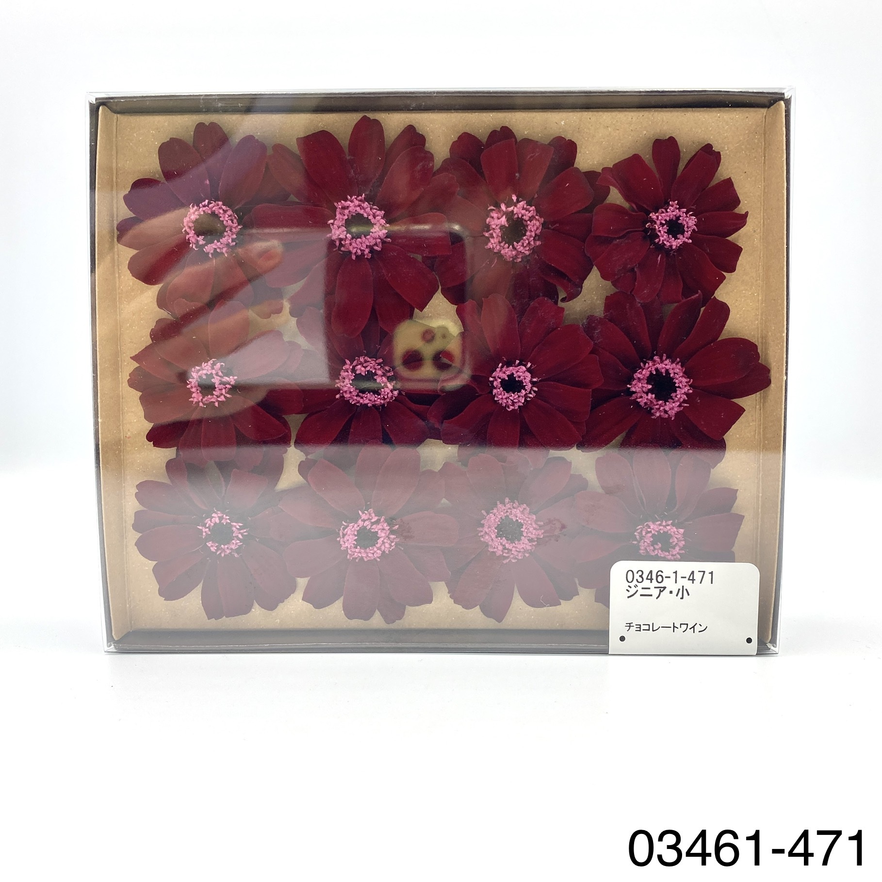 日本不凋百日草(12朵) 03461-471