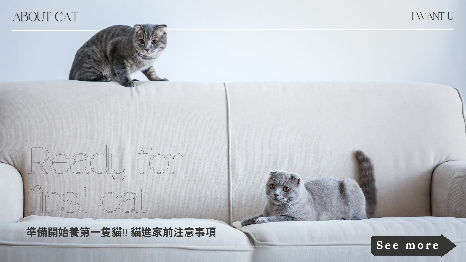新手養貓，貓進家前注意事項，有一張沙發和兩隻貓，美短和曼赤肯貓